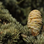 storia del Parco romantico di Villa Meli Lupi