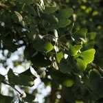 storia del Parco romantico di Villa Meli Lupi