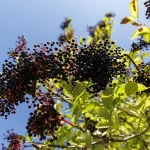 storia del Parco romantico di Villa Meli Lupi