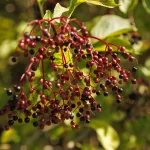 storia del Parco romantico di Villa Meli Lupi