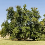 storia del Parco romantico di Villa Meli Lupi