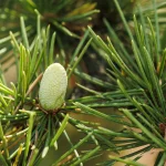 storia del Parco romantico di Villa Meli Lupi