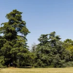 Il gruppo di cedri a sud di Villa Meli Lupi