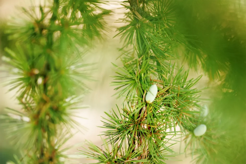 The group of cedars to the south of Villa Meli Lupi