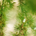 Il gruppo di cedri a sud di Villa Meli Lupi