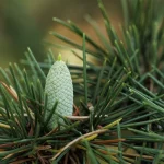 Il gruppo di cedri a sud di Villa Meli Lupi