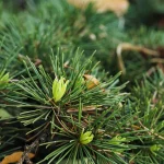 Il gruppo di cedri a sud di Villa Meli Lupi