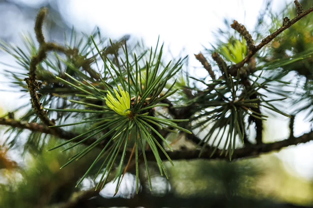 The group of cedars to the south of Villa Meli Lupi