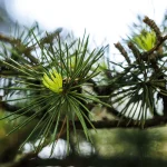 Il gruppo di cedri a sud di Villa Meli Lupi