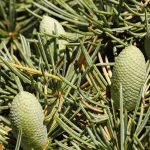 Il gruppo di cedri a sud di Villa Meli Lupi