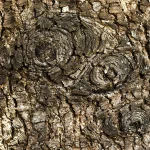 Il gruppo di cedri a sud di Villa Meli Lupi