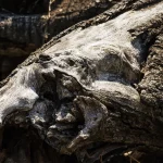 Il gruppo di cedri a sud di Villa Meli Lupi