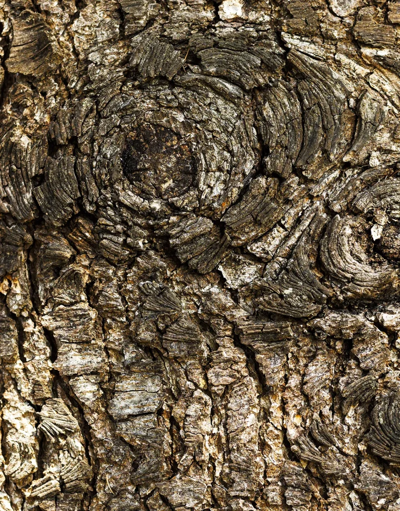 The group of cedars to the south of Villa Meli Lupi