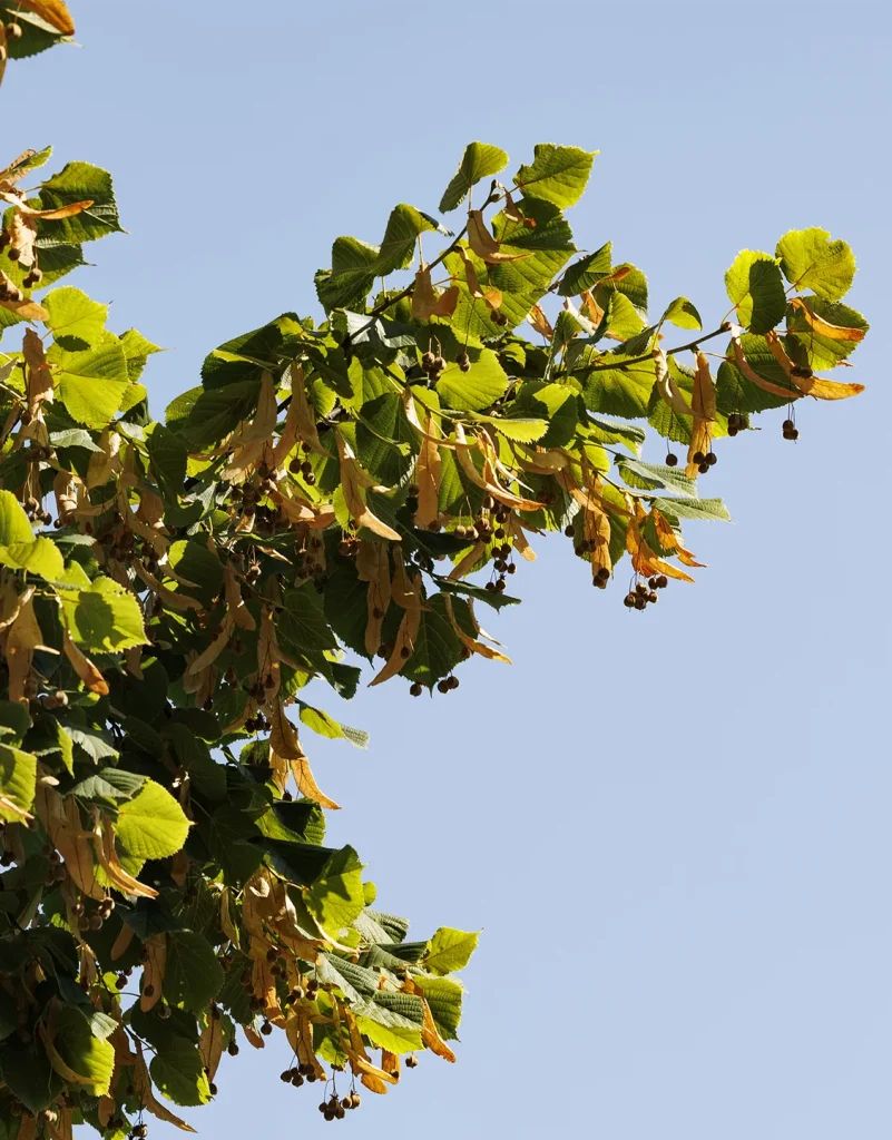 The group of lindens in the Villa Meli Lupi park