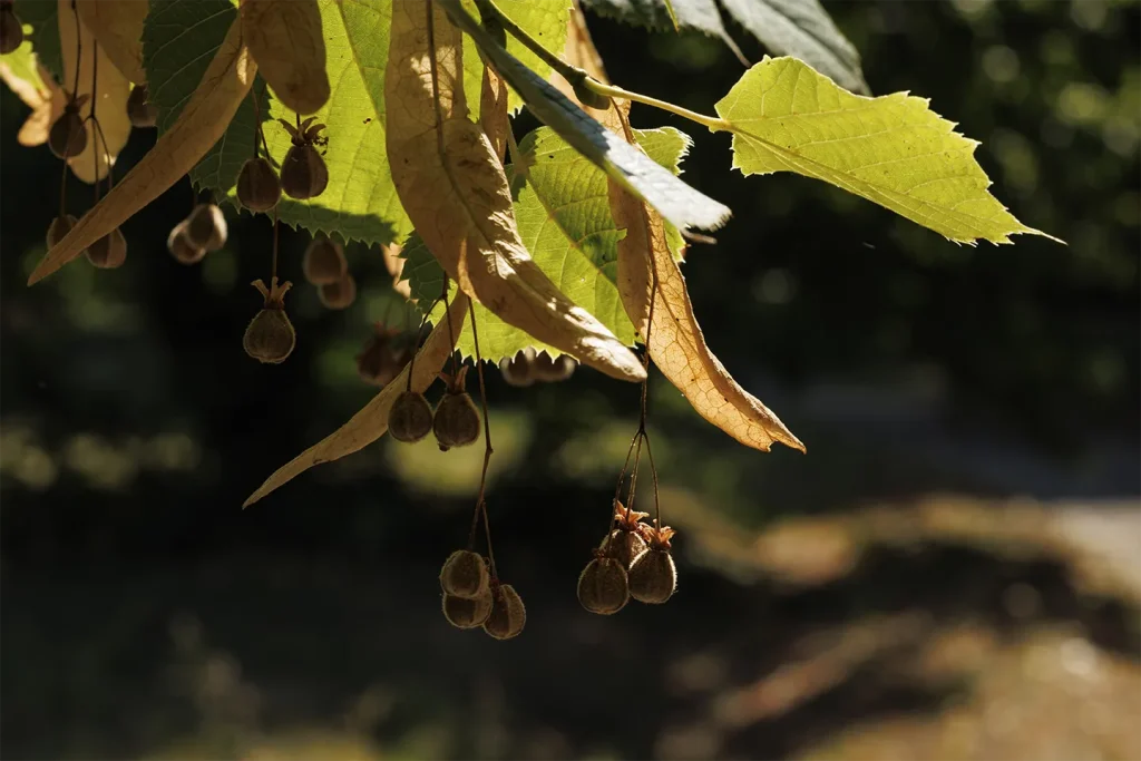 The group of lindens in the Villa Meli Lupi park