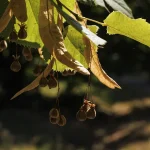 Il gruppo di tigli nel parco di Villa Meli Lupi