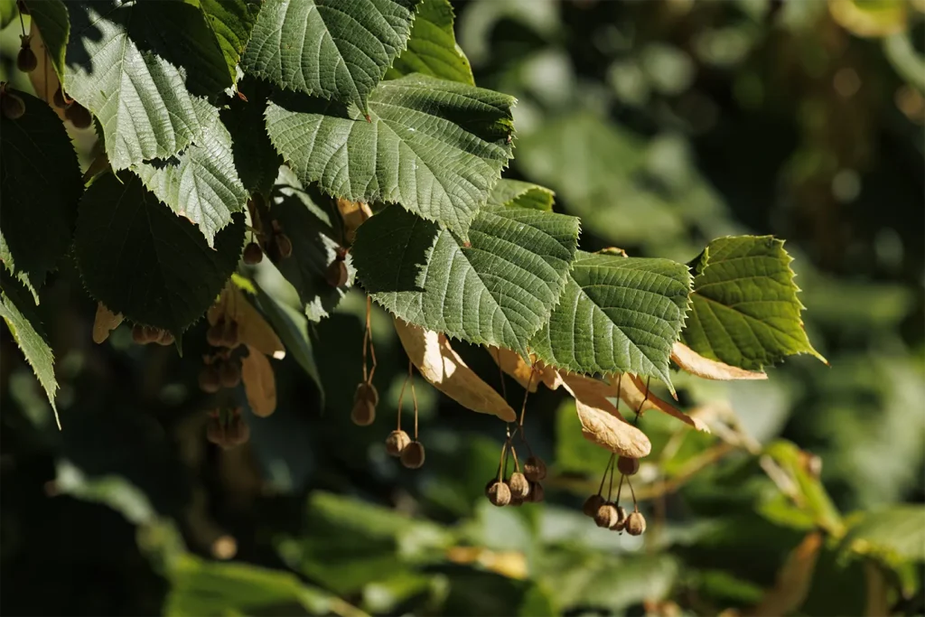 The group of lindens in the Villa Meli Lupi park