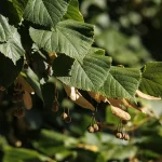 Il gruppo di tigli nel parco di Villa Meli Lupi