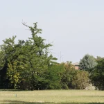 Il gruppo di tigli nel parco di Villa Meli Lupi