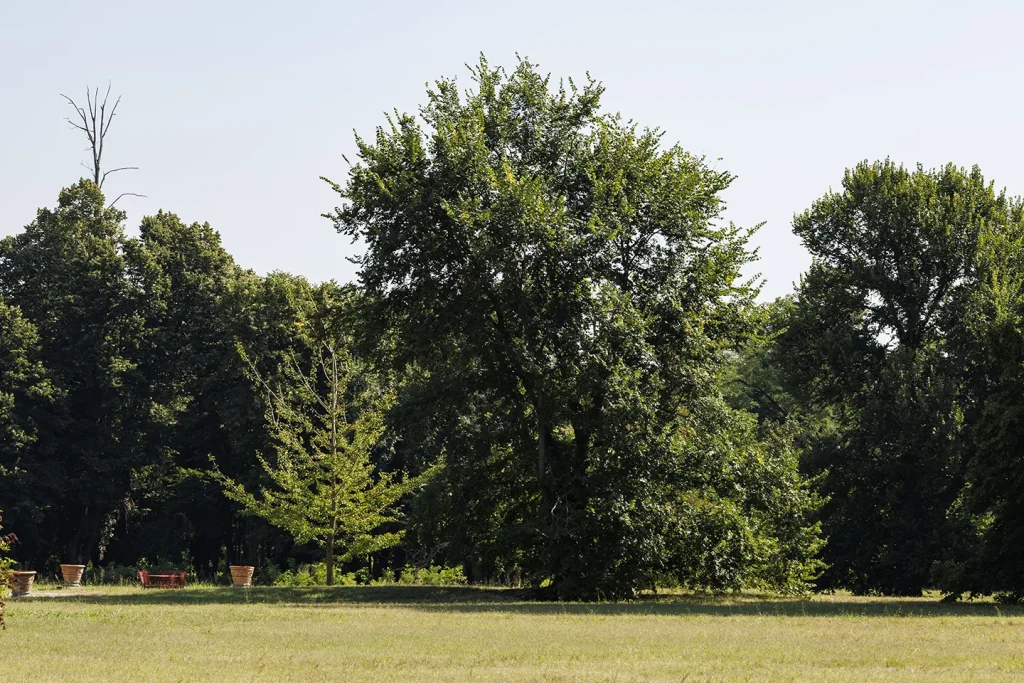 The group of lindens in the Villa Meli Lupi park