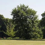 Il gruppo di tigli nel parco di Villa Meli Lupi