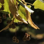 Il gruppo di tigli nel parco di Villa Meli Lupi