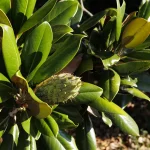 La grande Magnolia grandiflora di Villa Meli Lupi