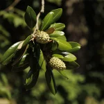 La grande Magnolia grandiflora di Villa Meli Lupi