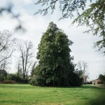 La grande Magnolia grandiflora di Villa Meli Lupi
