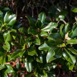 La grande Magnolia grandiflora di Villa Meli Lupi