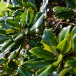 La grande Magnolia grandiflora di Villa Meli Lupi