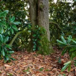 La grande Magnolia grandiflora di Villa Meli Lupi