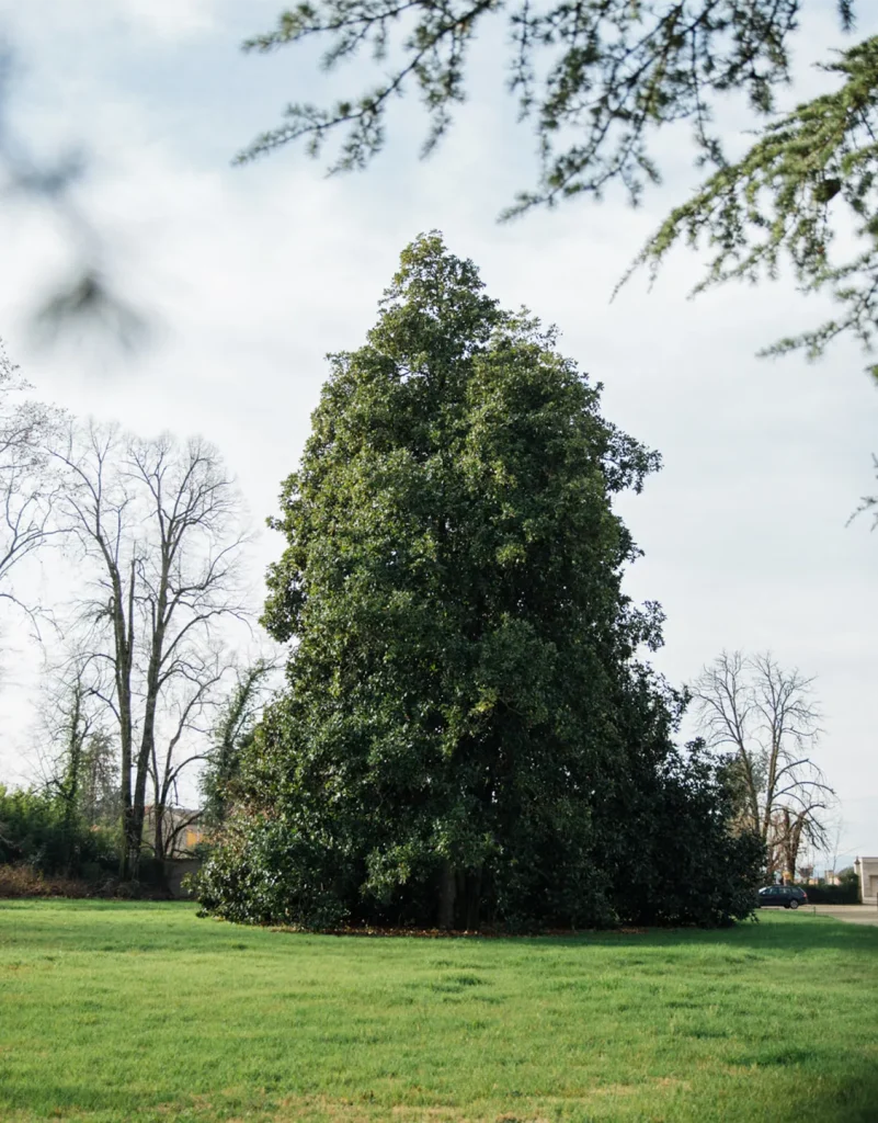 The great Magnolia grandiflora of Villa Meli Lupi