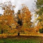 Robinia pseudoacacia