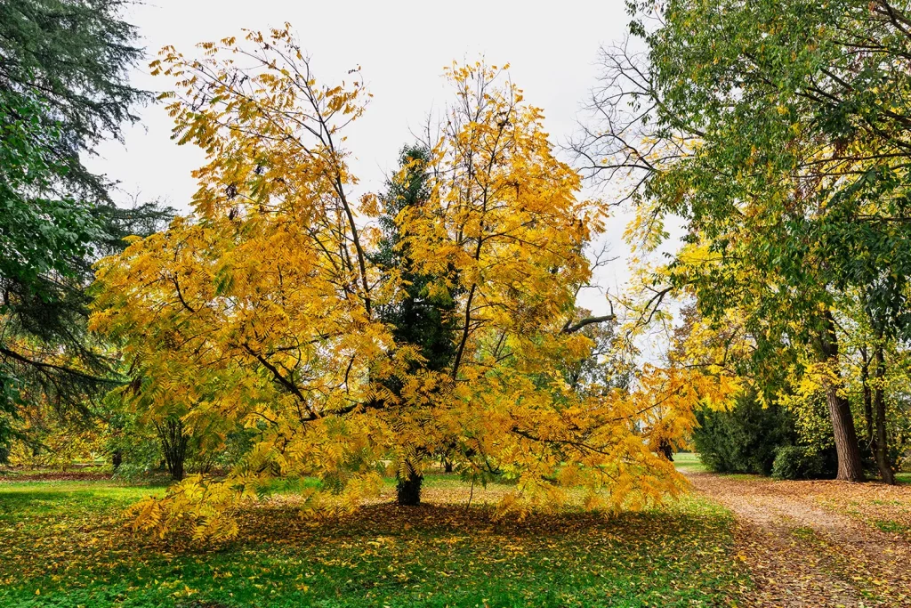 Robinia pseudoacacia