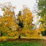 Robinia pseudoacacia