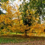 Robinia pseudoacacia