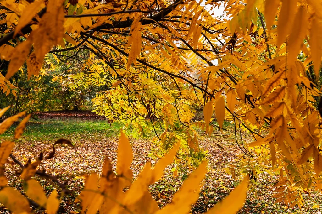 Robinia pseudoacacia