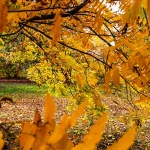 Robinia pseudoacacia