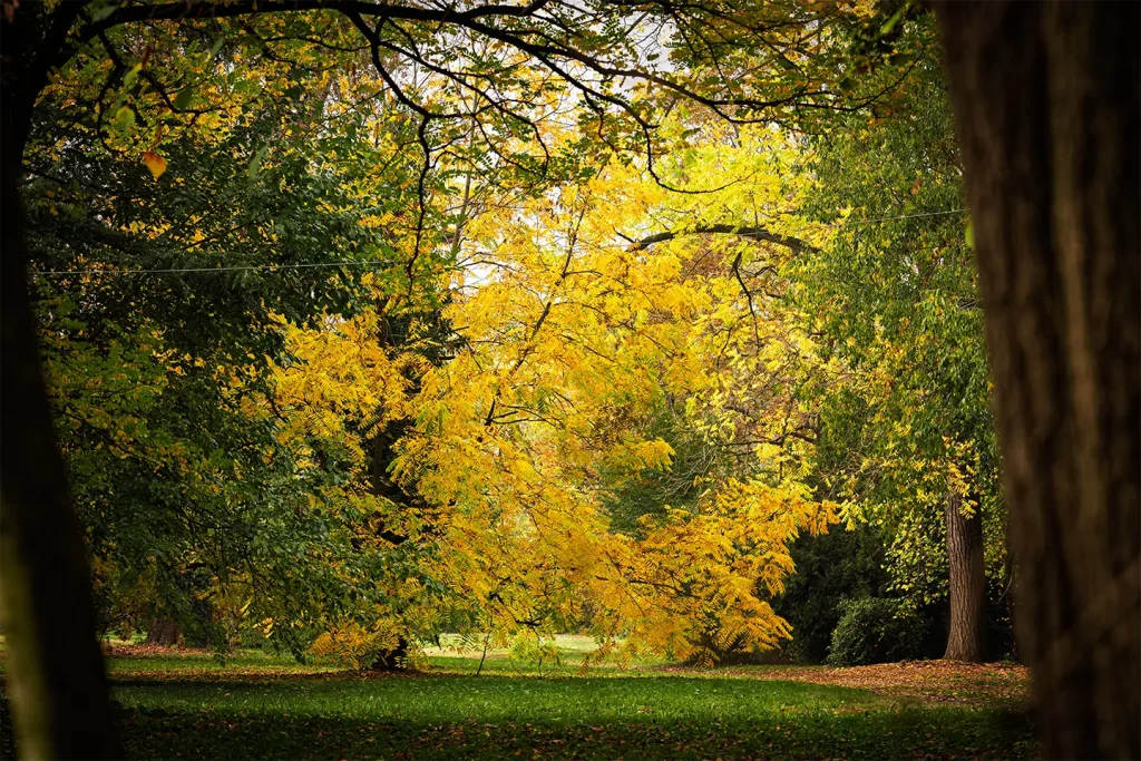 Robinia pseudoacacia