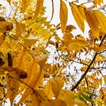 Robinia pseudoacacia