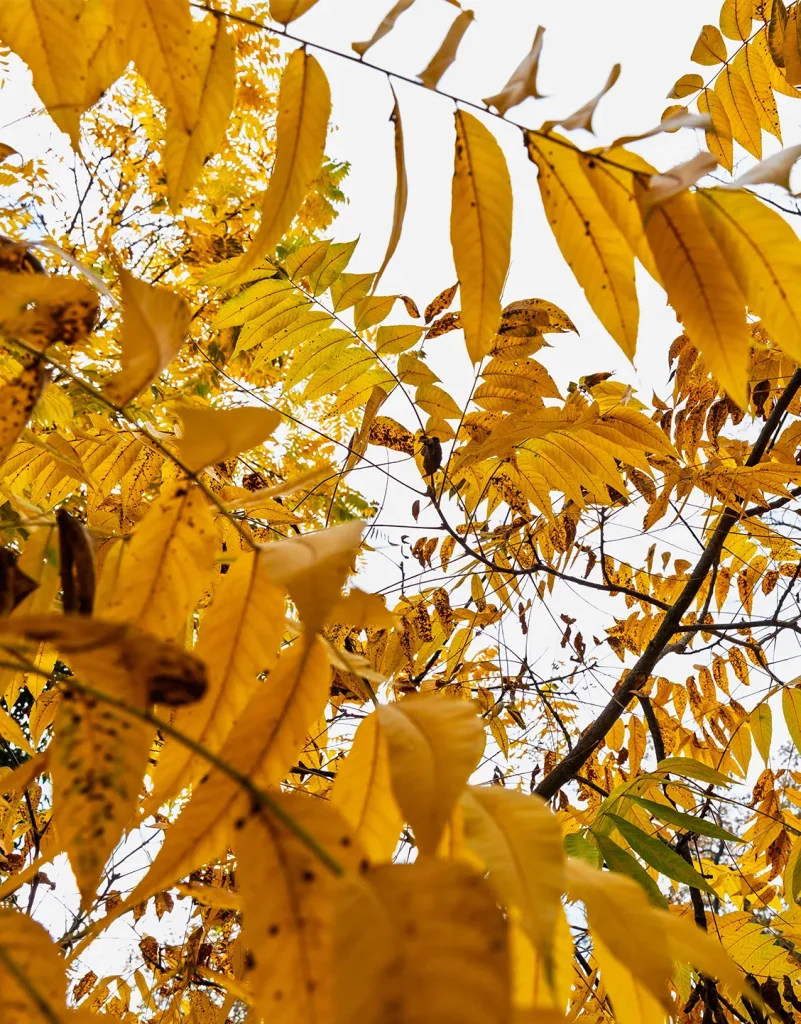 Robinia pseudoacacia