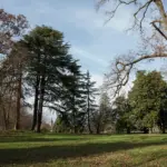 Il gruppo di cedri a sud di Villa Meli Lupi