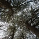 Il gruppo di cedri a sud di Villa Meli Lupi