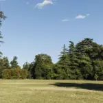 Il gruppo di cedri a sud di Villa Meli Lupi