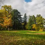 Il gruppo di cedri a sud di Villa Meli Lupi