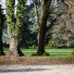 Il gruppo di tigli nel parco di Villa Meli Lupi
