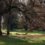 Il gruppo di tigli nel parco di Villa Meli Lupi