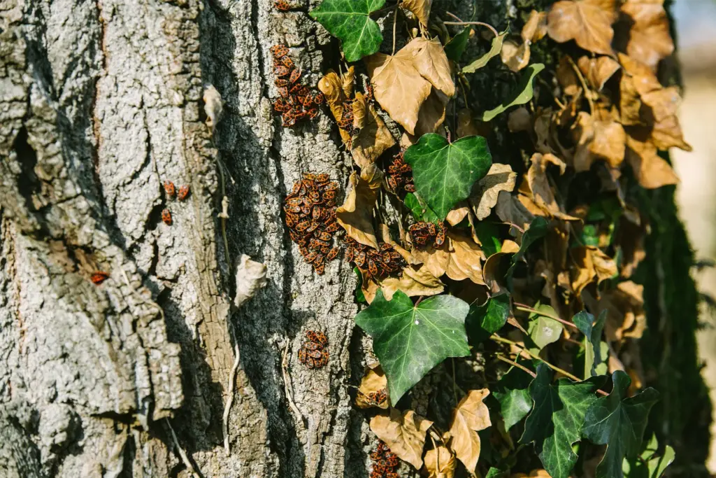 Il gruppo di tigli nel parco di Villa Meli Lupi