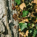 Il gruppo di tigli nel parco di Villa Meli Lupi